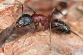 IOWA Pest and Termite Company
